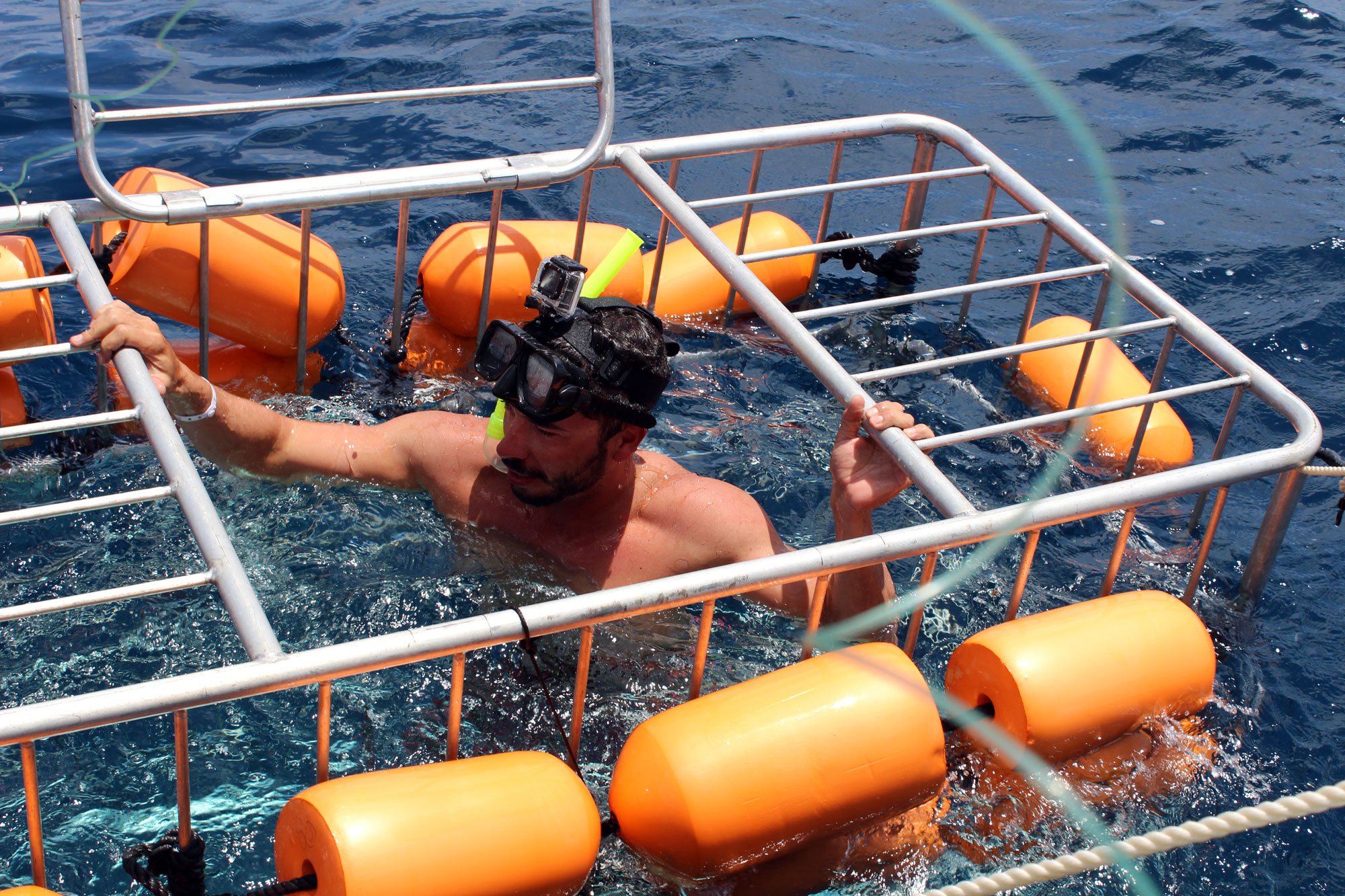 Cage Diving with Mako Shark Private Tours and Wildlife Encounters in