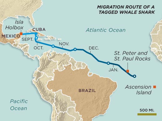 Ruta Tiburón Ballena en Holbox