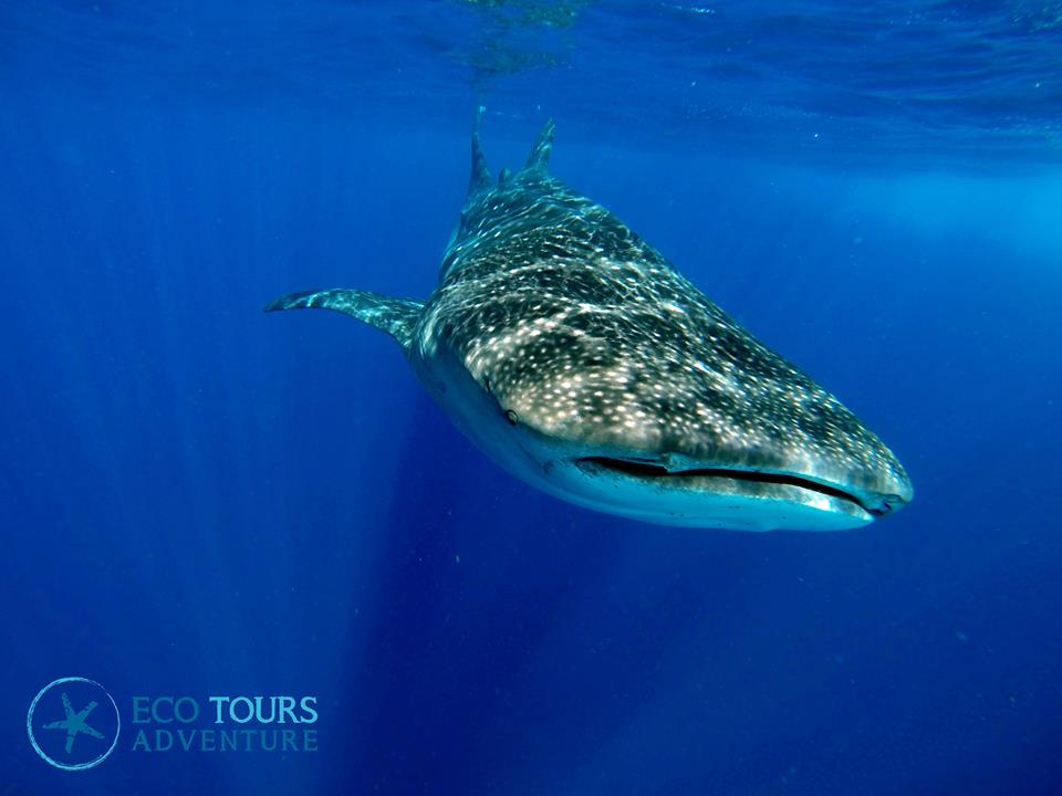 Whale shark Tour in Cancun Mexico - Encuentro con el pez mas grande del  mundo