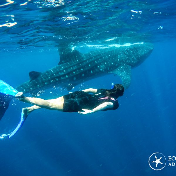 Whale Shark Tour Cancun Playa Del Carmen Riviera Maya Mexico