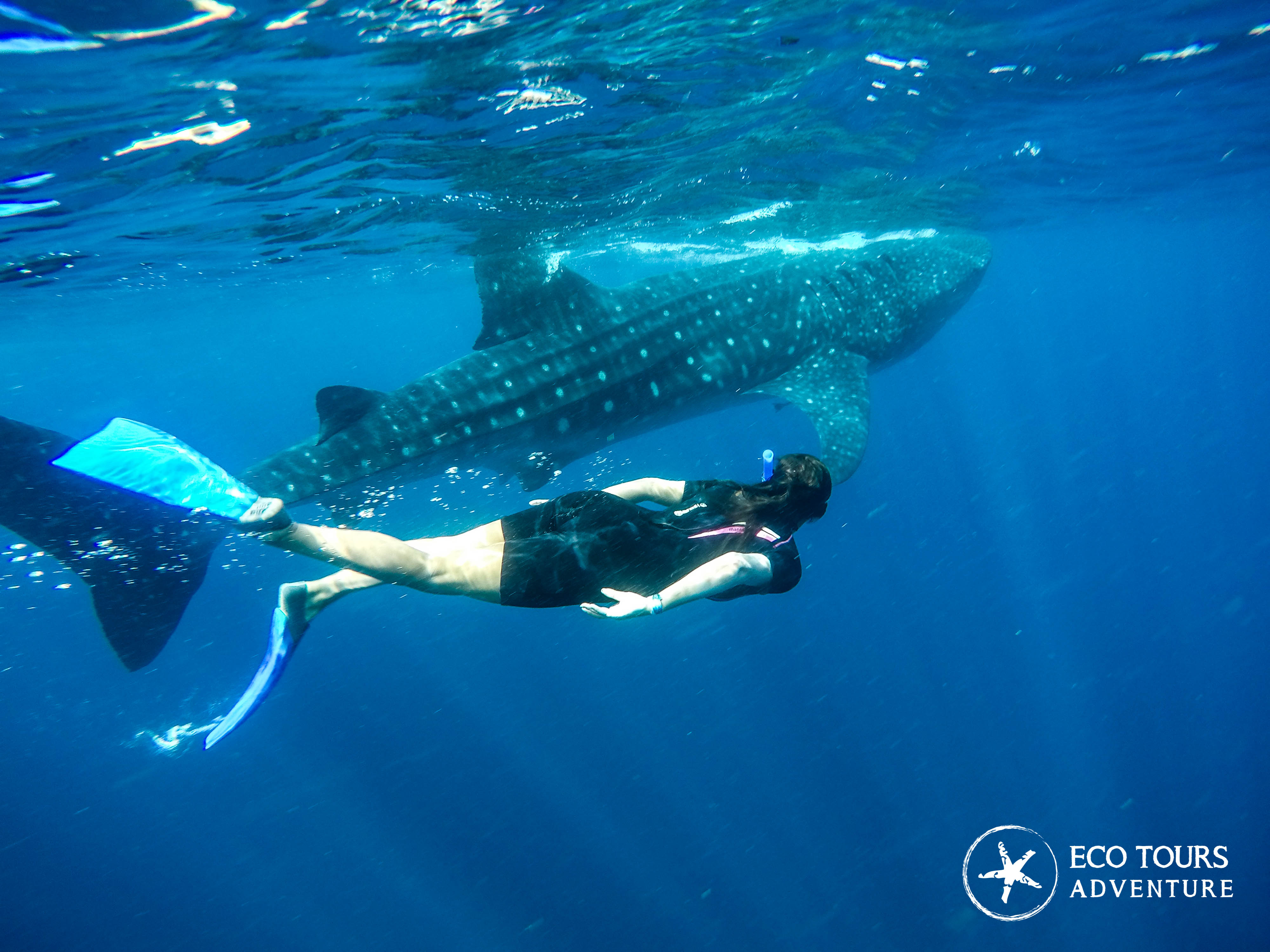 Excursion requin baleine