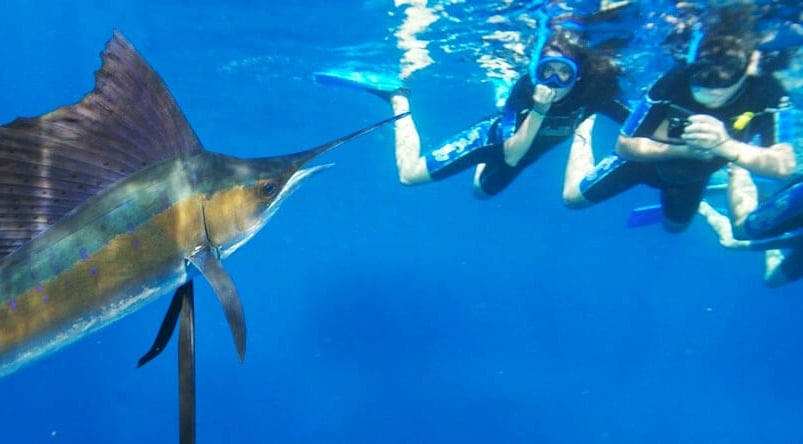 Sailfish Encounters in Playa del Carmen Mexico