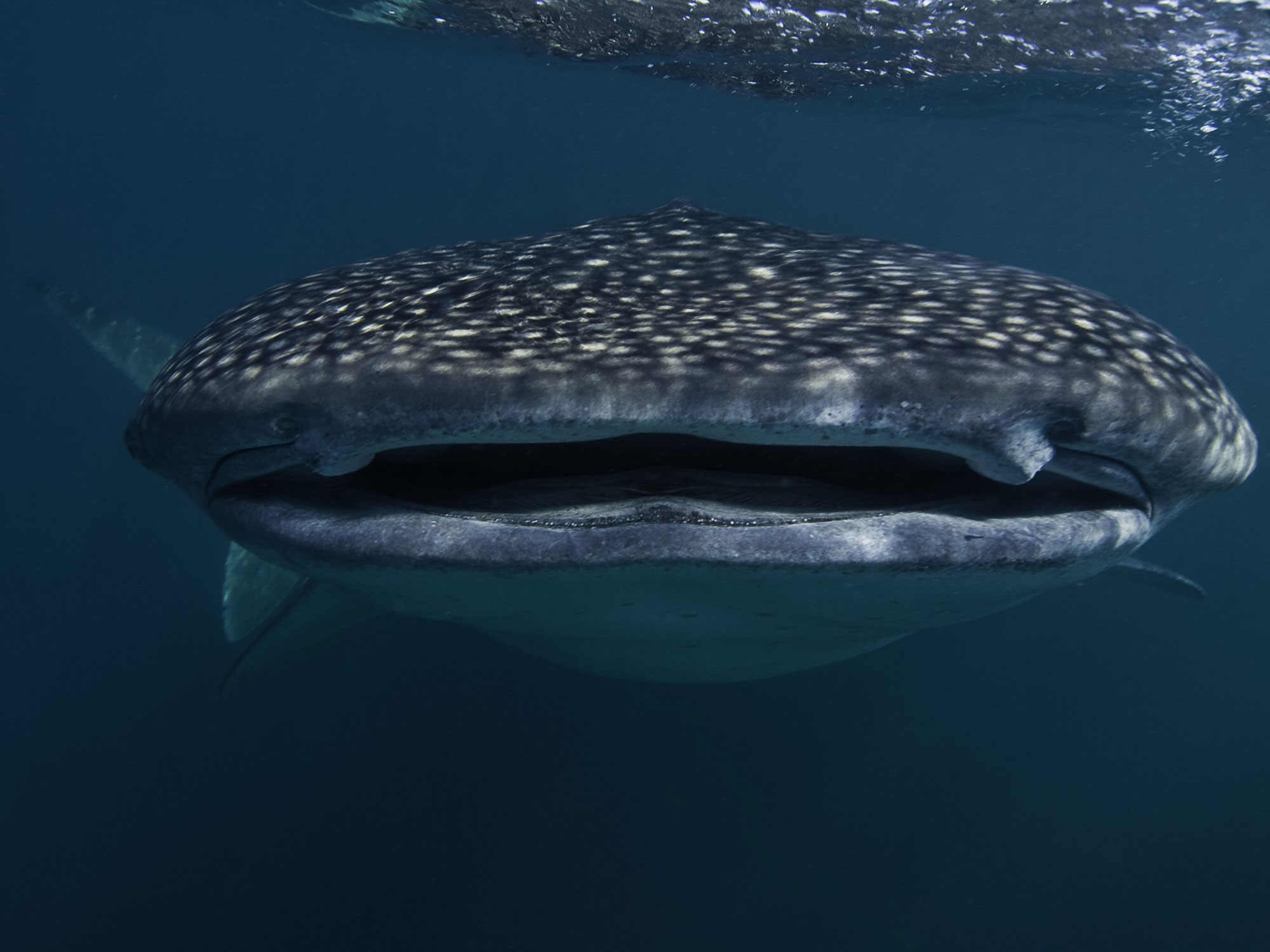 Whale shark Tours in Cancun