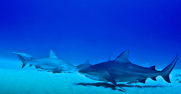 Bullshark Tour Cancun Riviera Maya