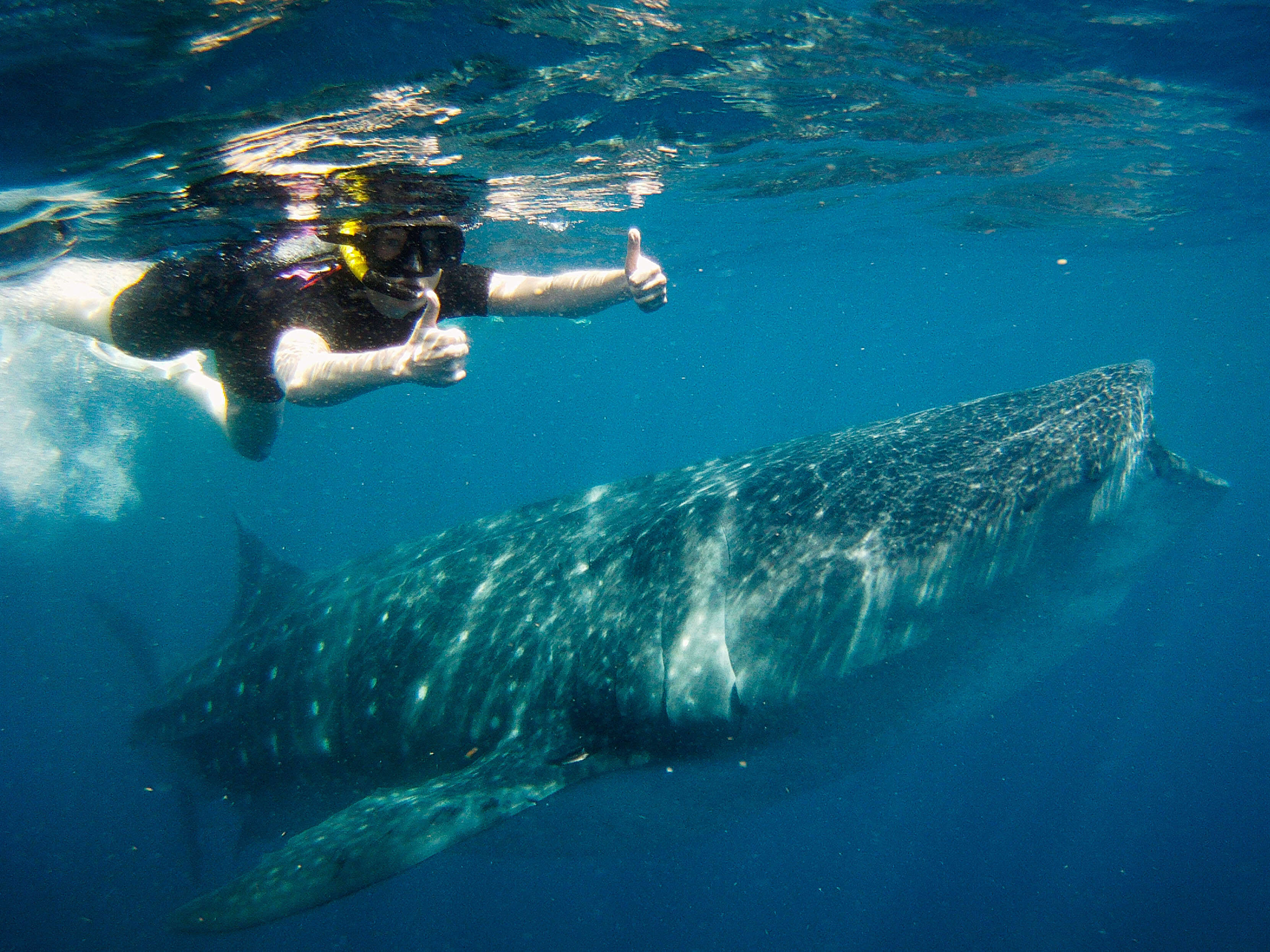 Cancun Whale Shark Tour Riviera Maya Turtles Cenotes Tours