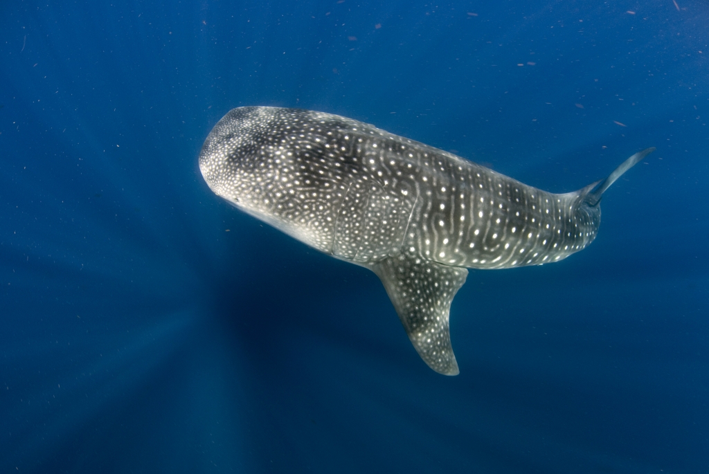 Tour del Tiburón Ballena