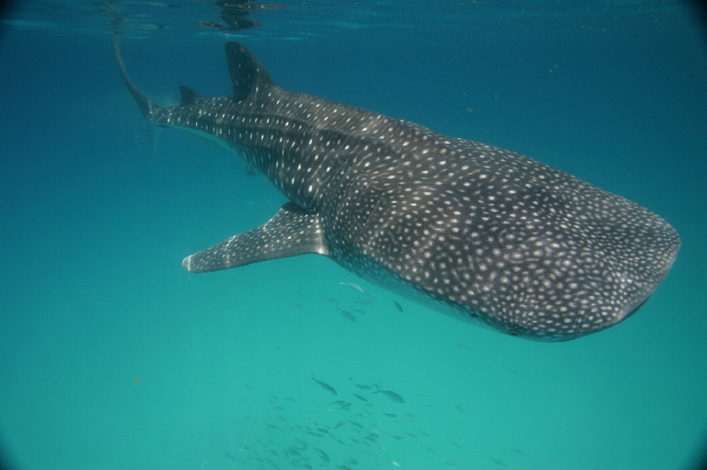 Cancun Whale Shark Tour