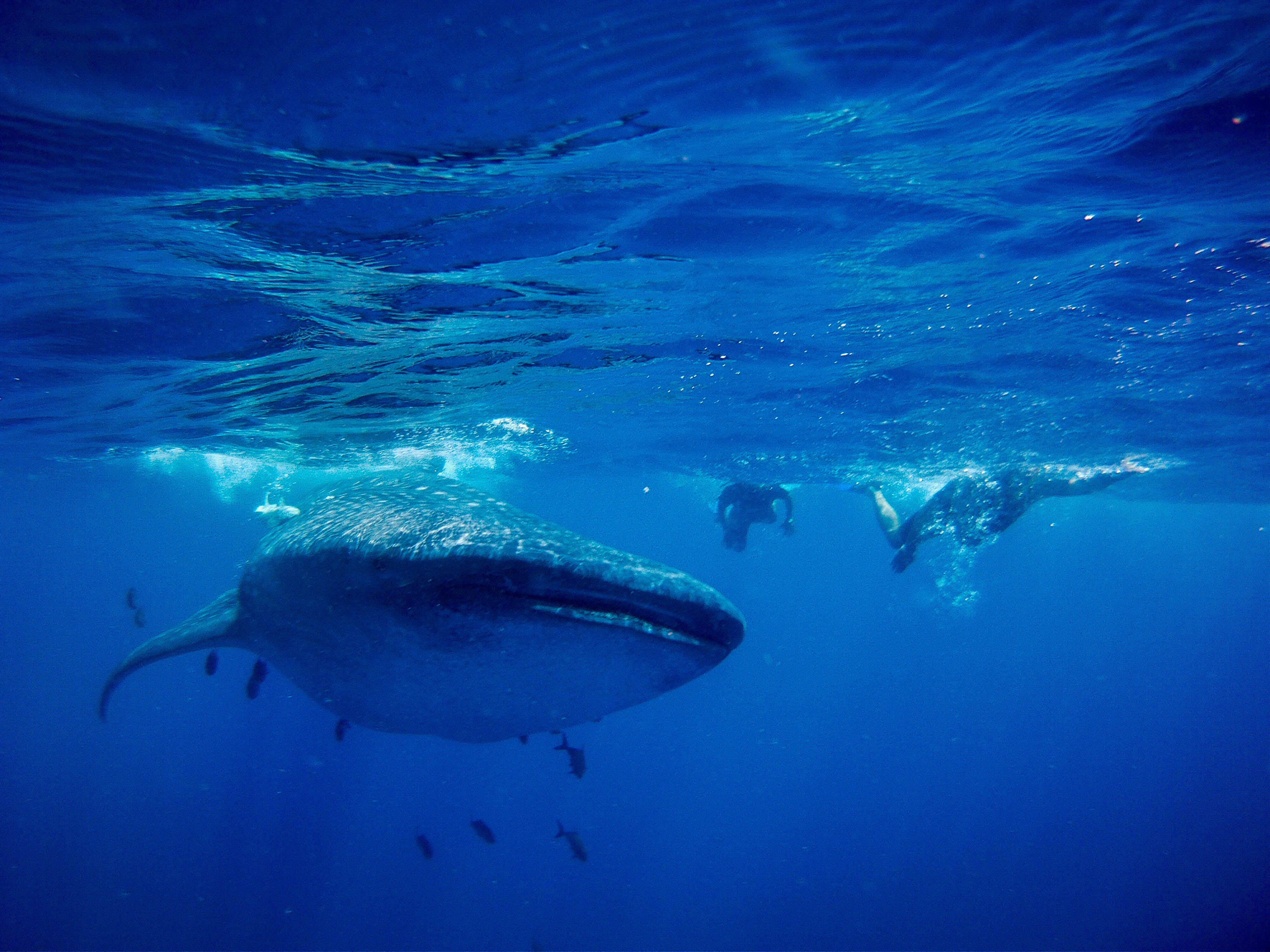 Cancun Whale Shark Tour Riviera Maya Turtles Cenotes Tours