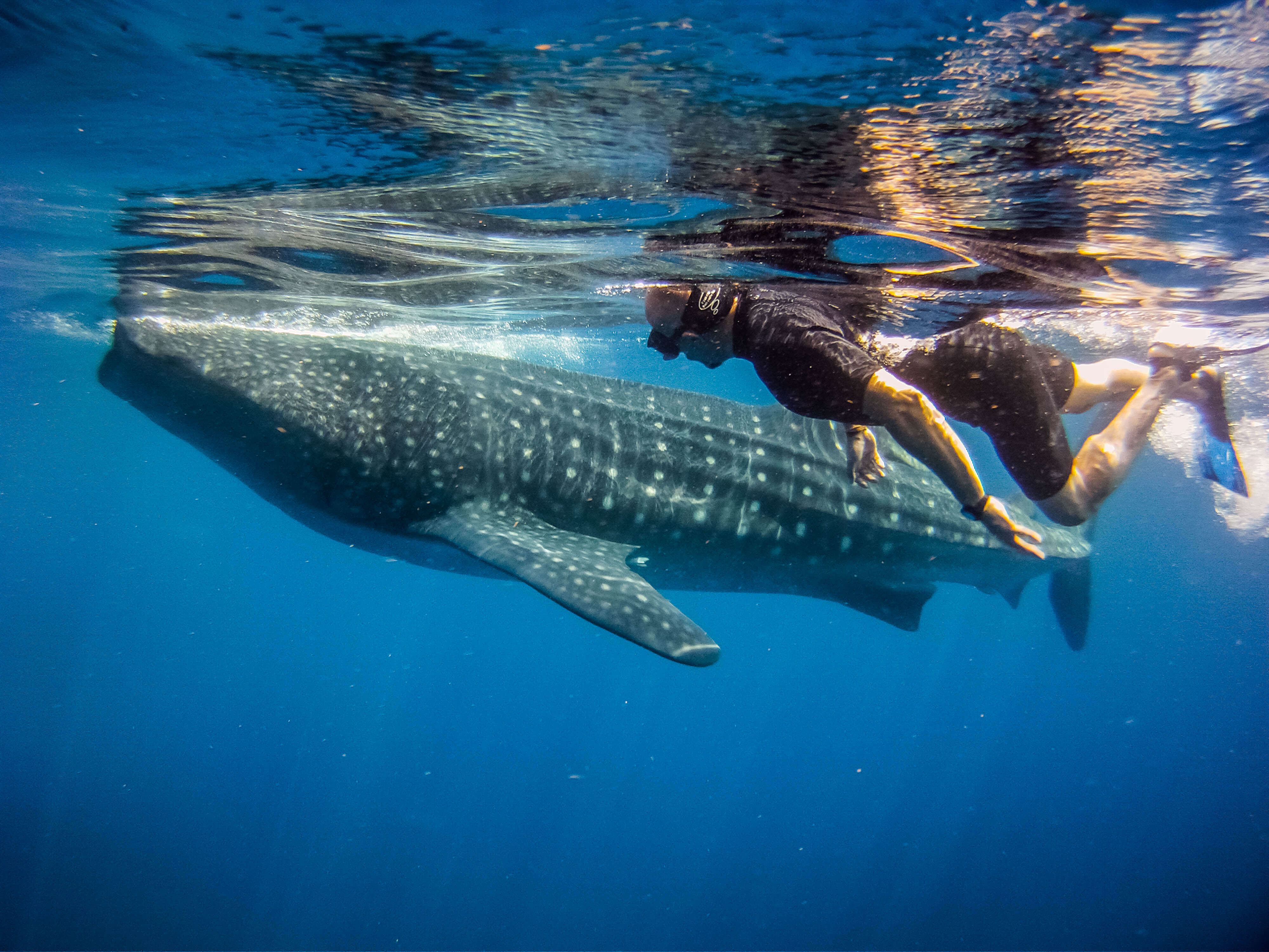 Whale Shark Tour Cancun Playa del Carmen Private Whaleshark Encounter