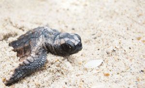 TURTLES WATCHING IN MEXICO