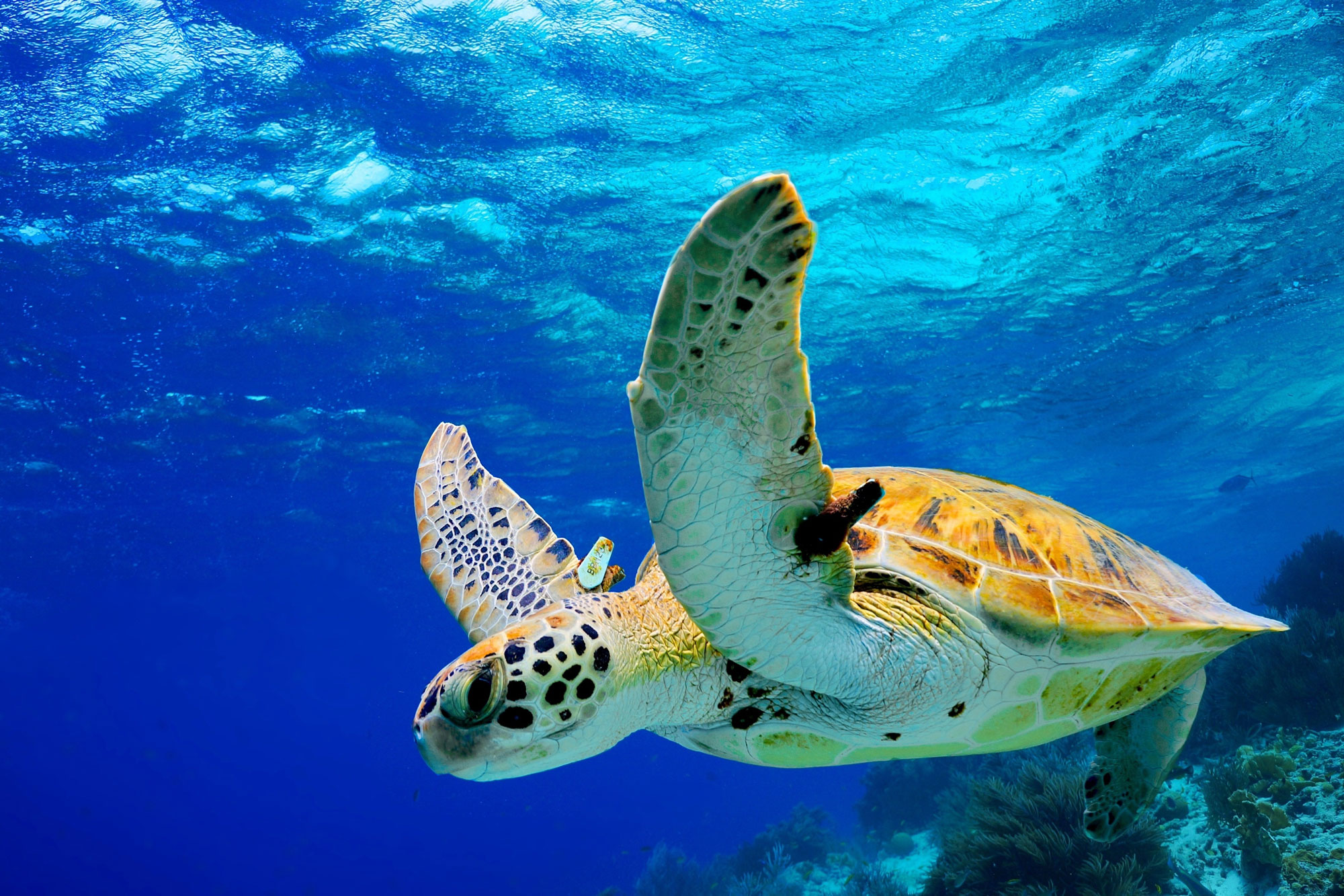 Bull shark Tour in Playa del Carmen, Mexico