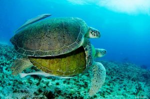 Cancun Whale Shark Tours