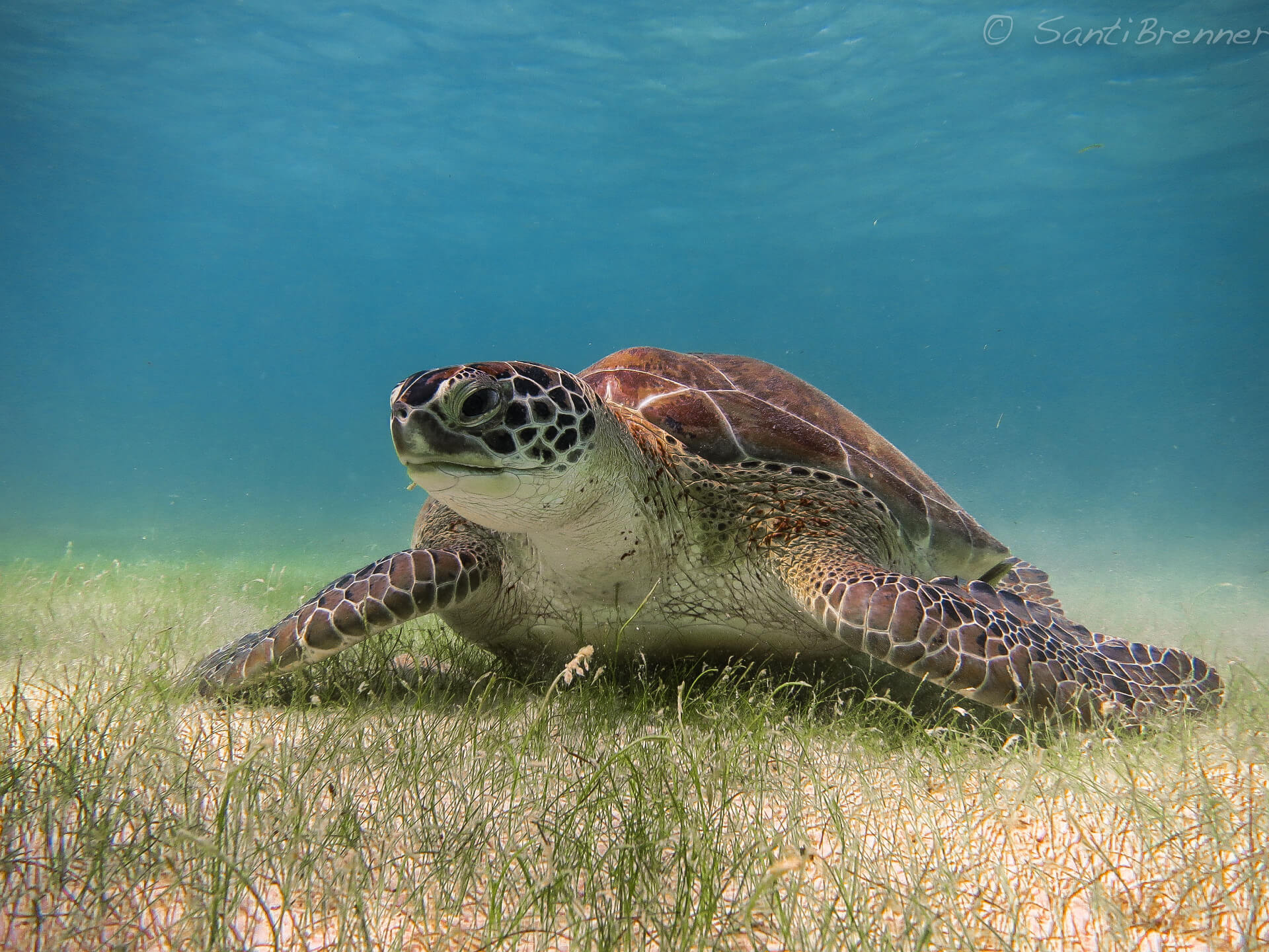 Cancun Whale Shark Tour Riviera Maya Turtles Cenotes Tours