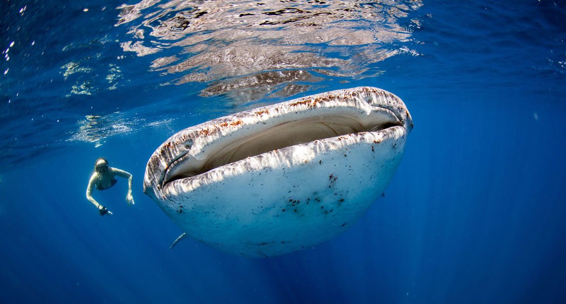 Whale shark Tours in Cancun, Mexico