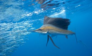 Sailfish sardine ball Cancun Riviera Maya Mexico