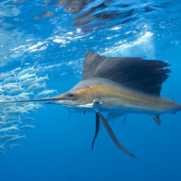 tours and wildlife encounters in cancun mexico private sailfish