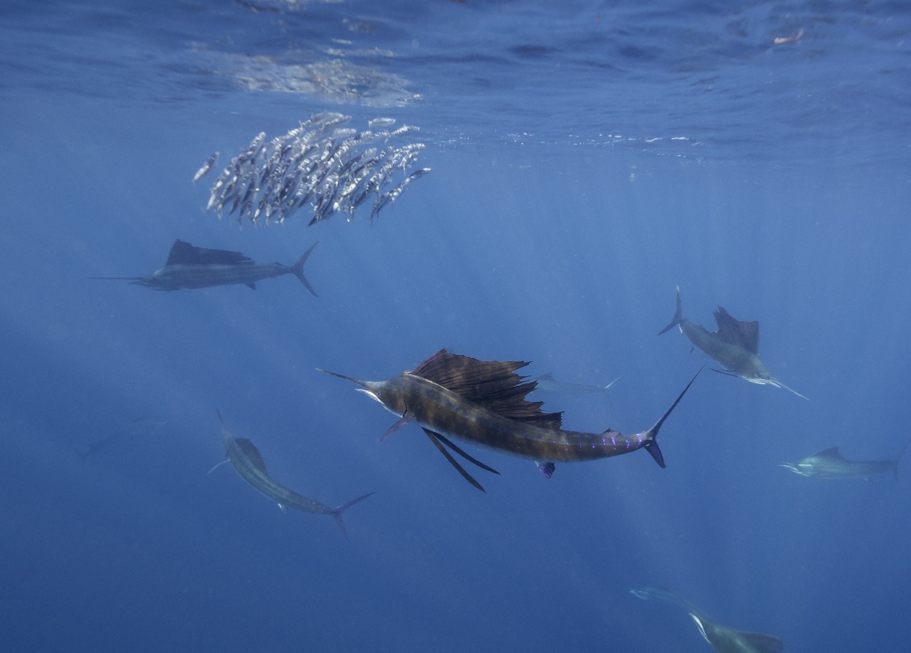 Sailfish Encounters in Playa del Carmen Mexico