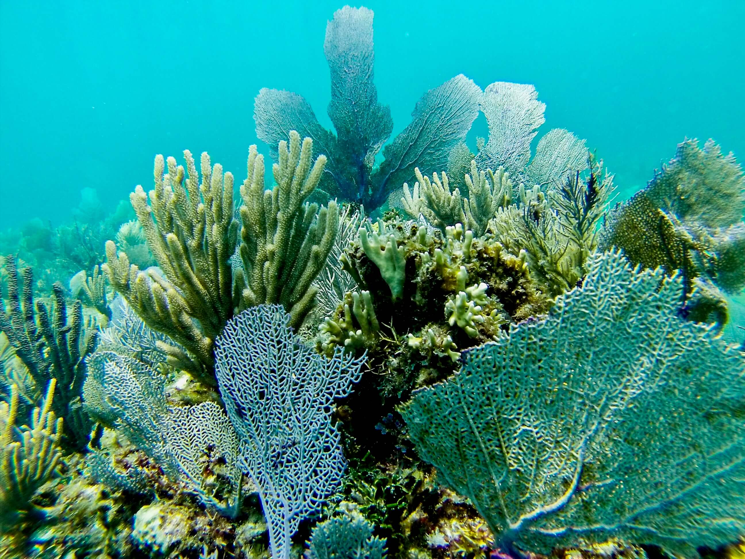 SNORKELING EN ISLA MUJERES