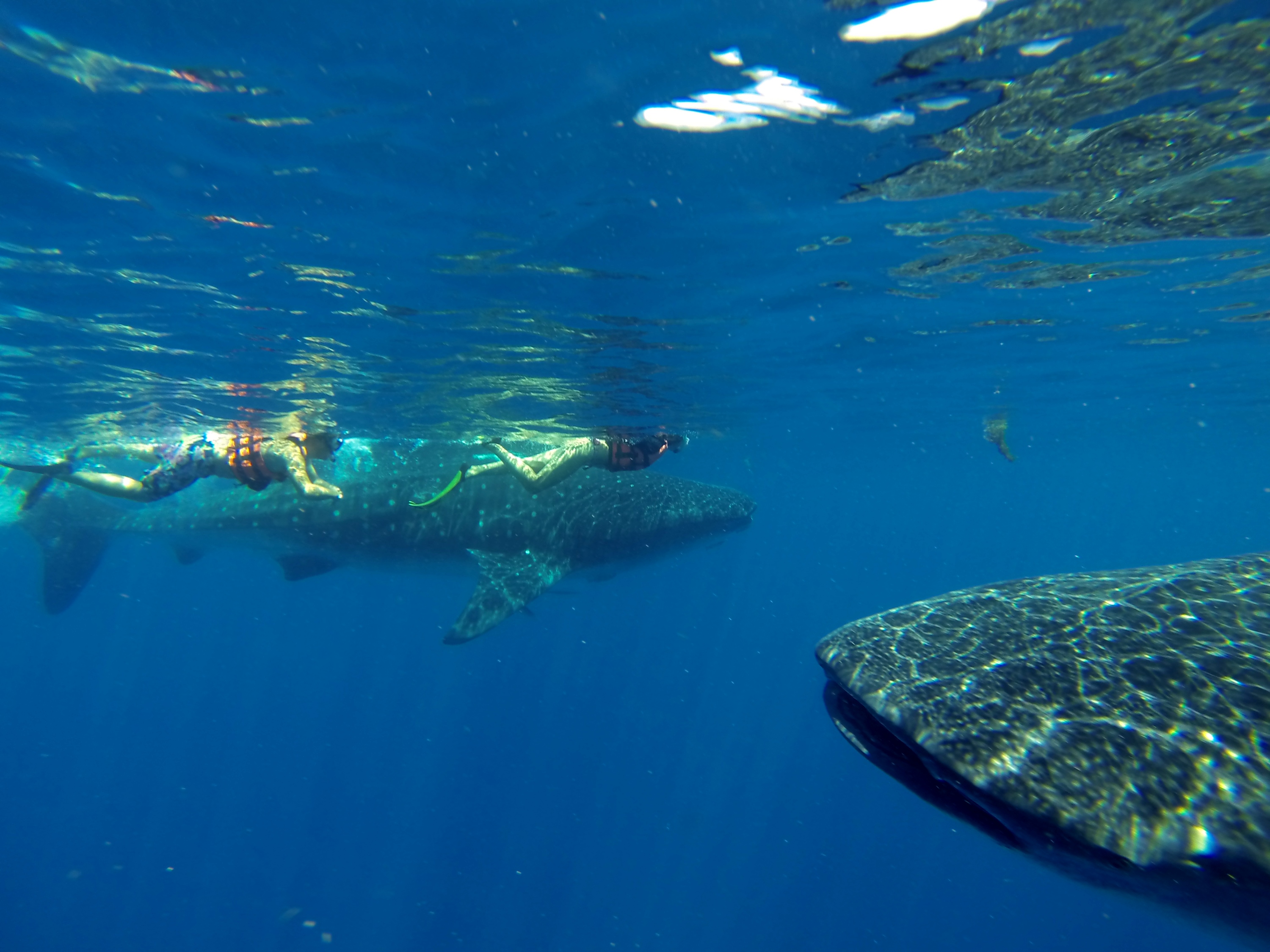 Whale Sharks gentle giant riviera maya