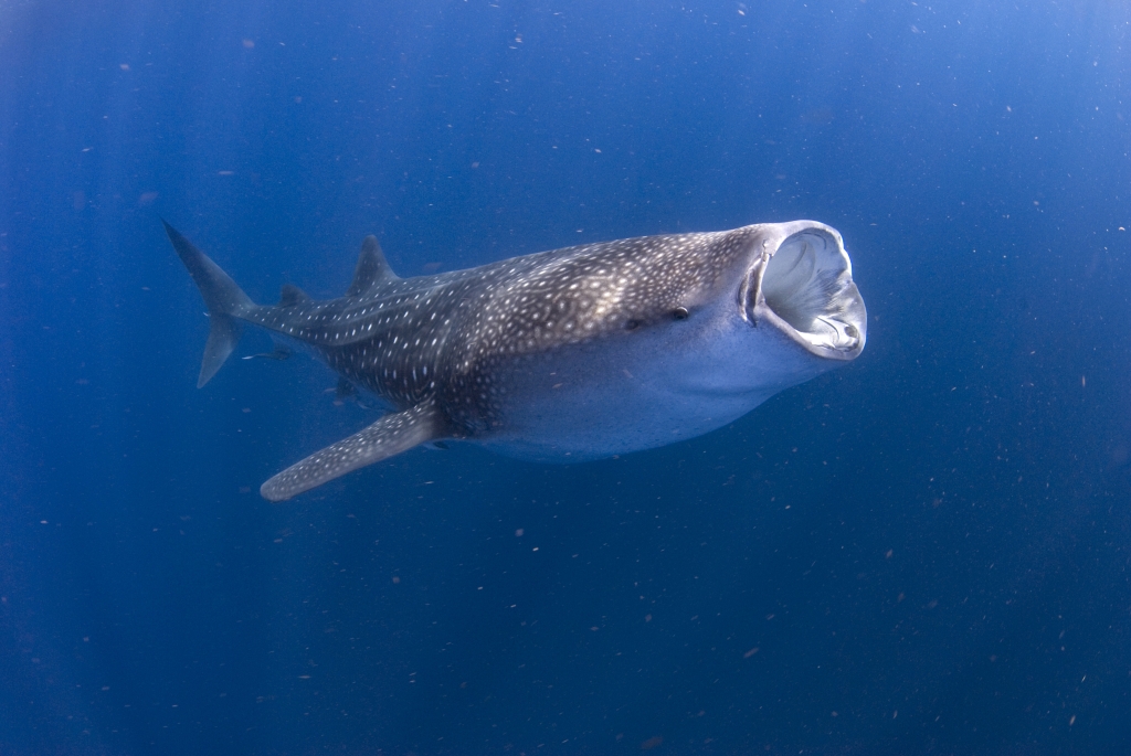 Whale Sharks gentle giant riviera maya