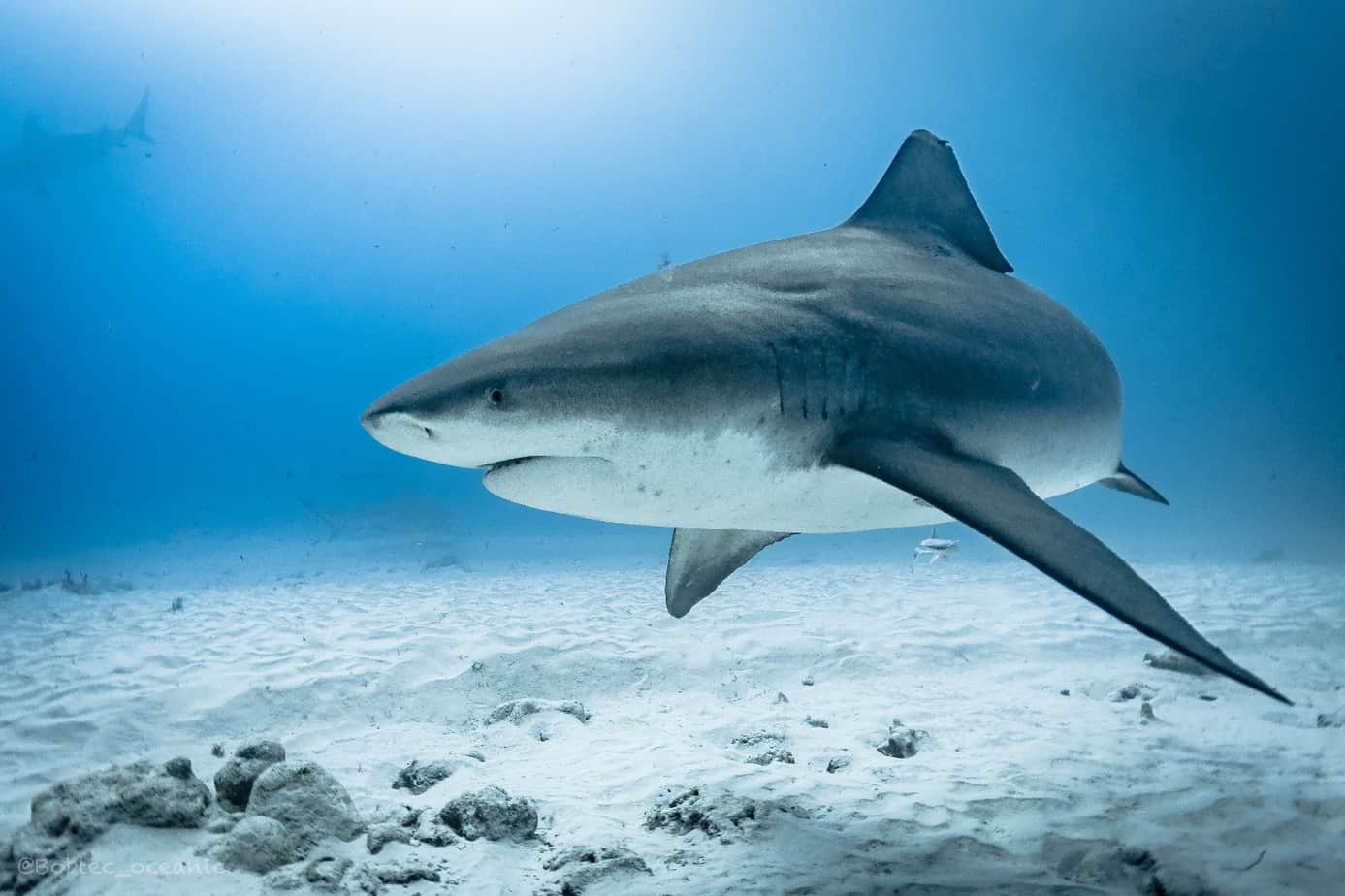 PLONGER AVEC LES REQUIN TAUREAU