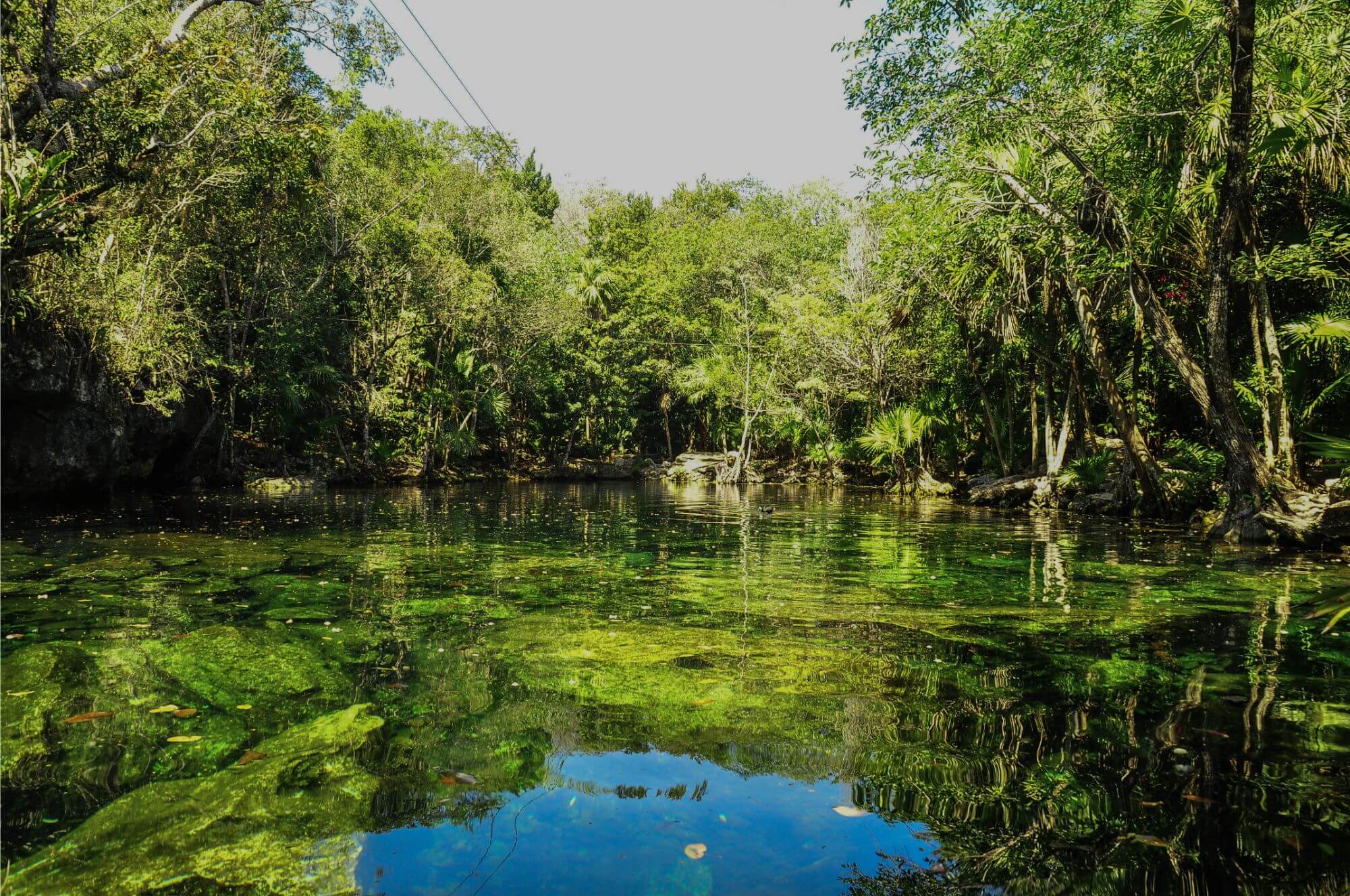 Turtles & Cenotes