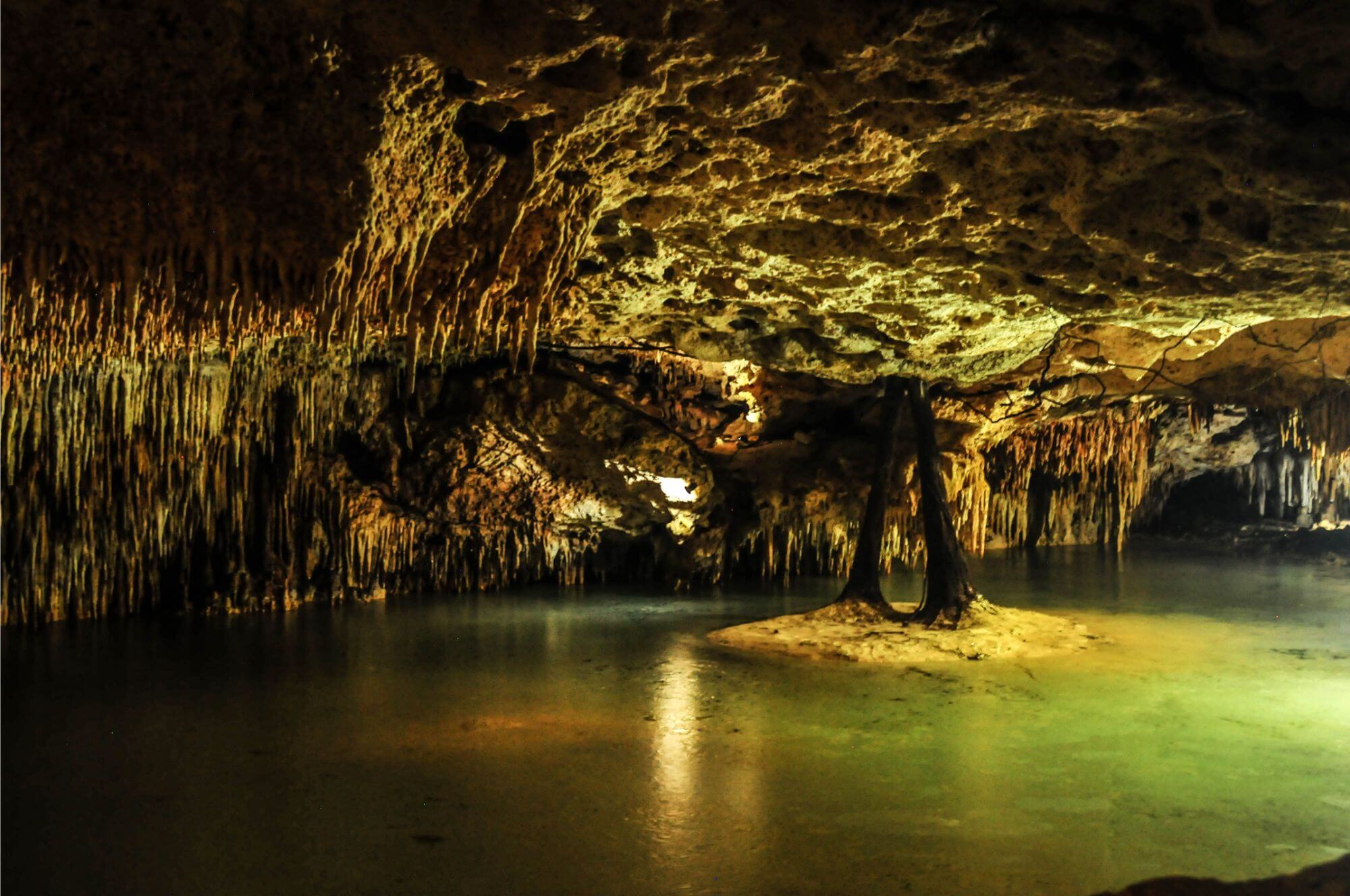 Whale Shark Tours Cenote Turtles