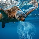 TURTLES VS PLASTICS IN THE SEA